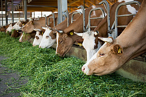Behornte Kühe fressen frisches Gras im Stall.