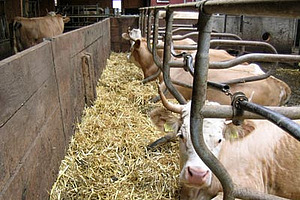 Kühe in Liegeboxen mit freiem Kopfraum.