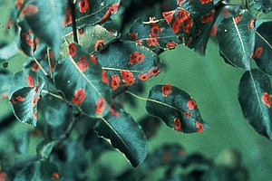 X_starker Befall mit Symptomen auf Blattoberseite Birnengitterrost