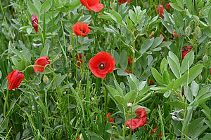 Rote Mohnblumen zwischen grünen Fiederblättern der Ackerbohne.