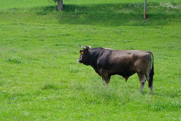 Brauner Stier auf der Weide.