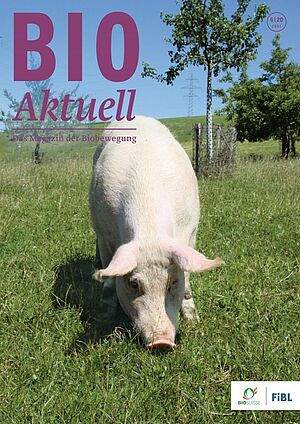 Titelseite Bioaktuell 6|2020, ein Schwein auf der Weide