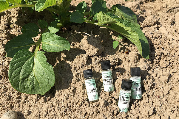 Fläschchen mit homöopathischen Mitteln in der Erde neben einer Kartoffelpflanze.