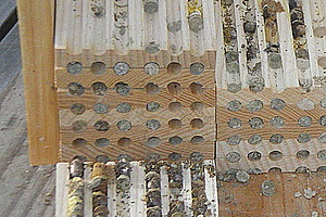 Kokons von Mauerbienen in Bohrlöchern von aufgesägten Holzstücken