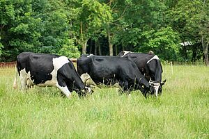 Drei schwarz-weisse Kühe stehen auf einer üppigen Wiese und grasen. 