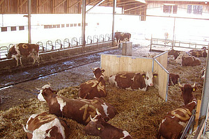 Liegende Kühe auf Liegefläche mit Y Strukturelement in Tiefstreuelaufstall.