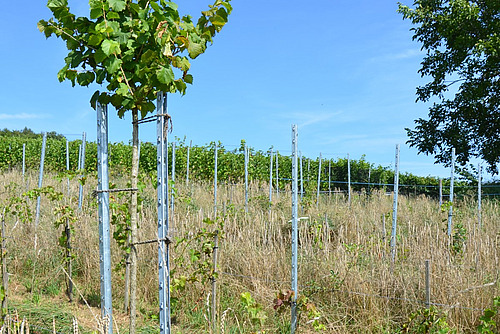 Ein neu gepflanzter Baum steht in einem Rebberg. 