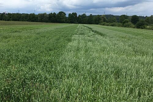 Streifen mit verschiedenen Dinkelsorten im Feld
