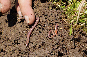 Finger zeigt auf einen Regenwurm im Boden.