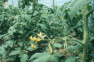 Foto: ©BLE, Bonn, Thomas Stephan Blühende Tomatenstaude im Gewächshaus