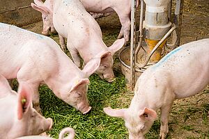 Foto: FiBL, Marion Nitsch Mastschweine beim Grassfressen im Stall