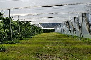 Moderne Kirschenanlage mit Witterung- und Insektenschutz. Foto: FiBL.