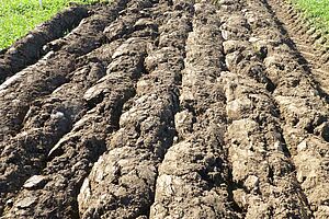Bei eher feuchten Bedingungen ist ein Wiesenumbruch mit einem richtig eingestellten Schälpflug vorzuziehen und auf nur 10 cm Tiefe möglich. (Foto: (c) FiBL, Maurice Clerc) Frisch umgepfügte Wiese