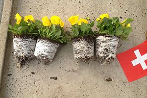 Foto von gelben Viola-Blumen mit Erde und Wurzeln.