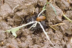 Foto: FiBL, Bernhard Speiser Ackerschnecke auf Salatsetzling