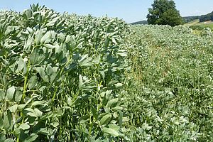 Links Winterackerbohne mit Triticale. Rechts Winterackerbohne mit Hafer; der Hafer hat ausgewintert und der fast reiner Winterackerbohnenbestand ist gelagert. Cournillens FR, 20.06.2017. Foto: FiBL, Maurice Clerc Links stehende Ackerbohnen pflanzen. Rechts gelagerte Ackerbohnenpflanzen.
