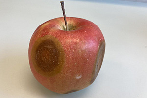 ein rot-gelber Apfel mit mehreren kreisförmigen, braunen und eingesunkenen Stellen auf der Schale, die auf Lentizellenfäule hinweisen