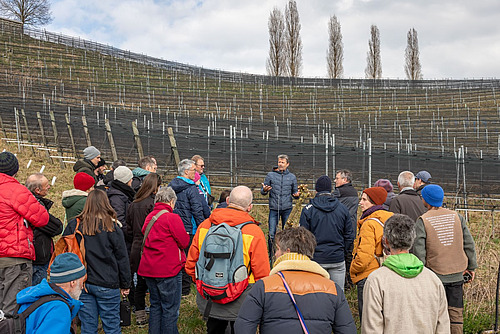 Im Hintergrund stehen grosse säulenförmiger Bäume, davor erstreckt sich ein Rebberg, noch unbelaubt. Im Vordergrund steht ein Mann vor dem Rebberg und erläutert etwas, die Gruppe Zuhörerinnen und Zuhörer stehen mit dem Rücken zur Kamera. 